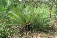 Cycas beddomei
